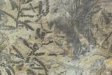 Plate Of Silurian Fossil Algae (Leveillites) - Estonia #102638-1